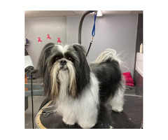 Calin Canin: Laval's Heartfelt Pet Grooming - Where Every Pet is Family!