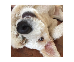 Magenta Spa Toilettage: Laval's Caring Pet Groomers - Where Your Furry Friend is Treated Like Family